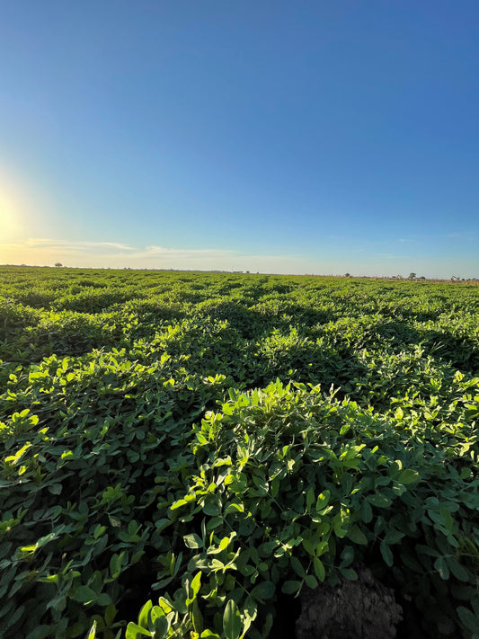 Cacahuate Tostado 1kg – Crujiente, Natural y Listo para Disfrutar