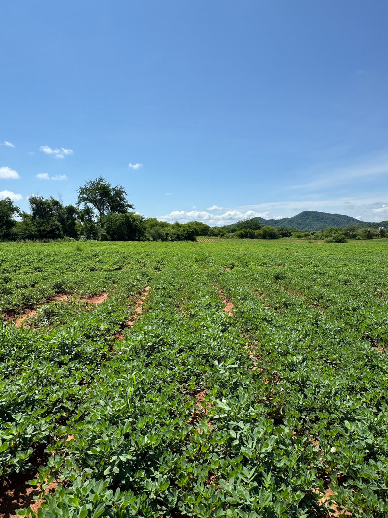 Del Corazón de Mocorito a Tu Mesa